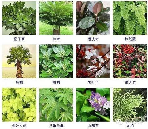 大葉植物種類|100種常見觀葉植物圖鑑，史上最全！